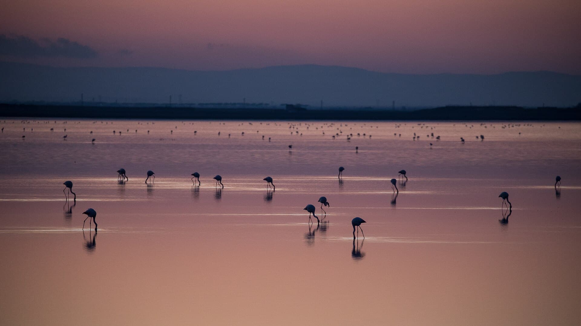 Fenicotteri nella salina di Margherita di Savoia, in un tramonto d'inverno